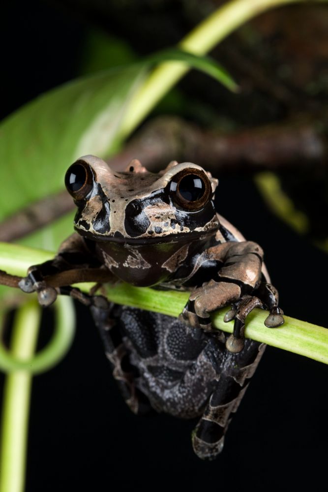 A golden brown frog is clinging on in a vertical position to an almost horizontal green stem of a plant. The frog has a lot of dark markings. The frog is looking slightly to the left of the camera. 