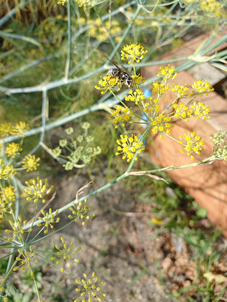 A bald faced hornet crawling along the yellow umbel flowers of a fennel plant 