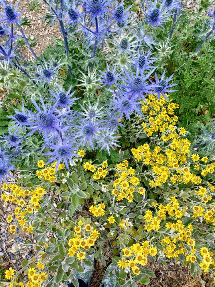 A screen split between blue on blue flowers and yellow on yellow daisy like flowers 