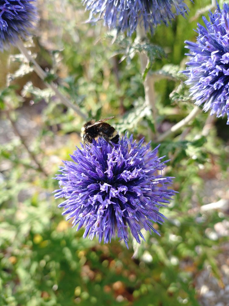 A small bumblebee crawling around the blue ball of an echinops flower 