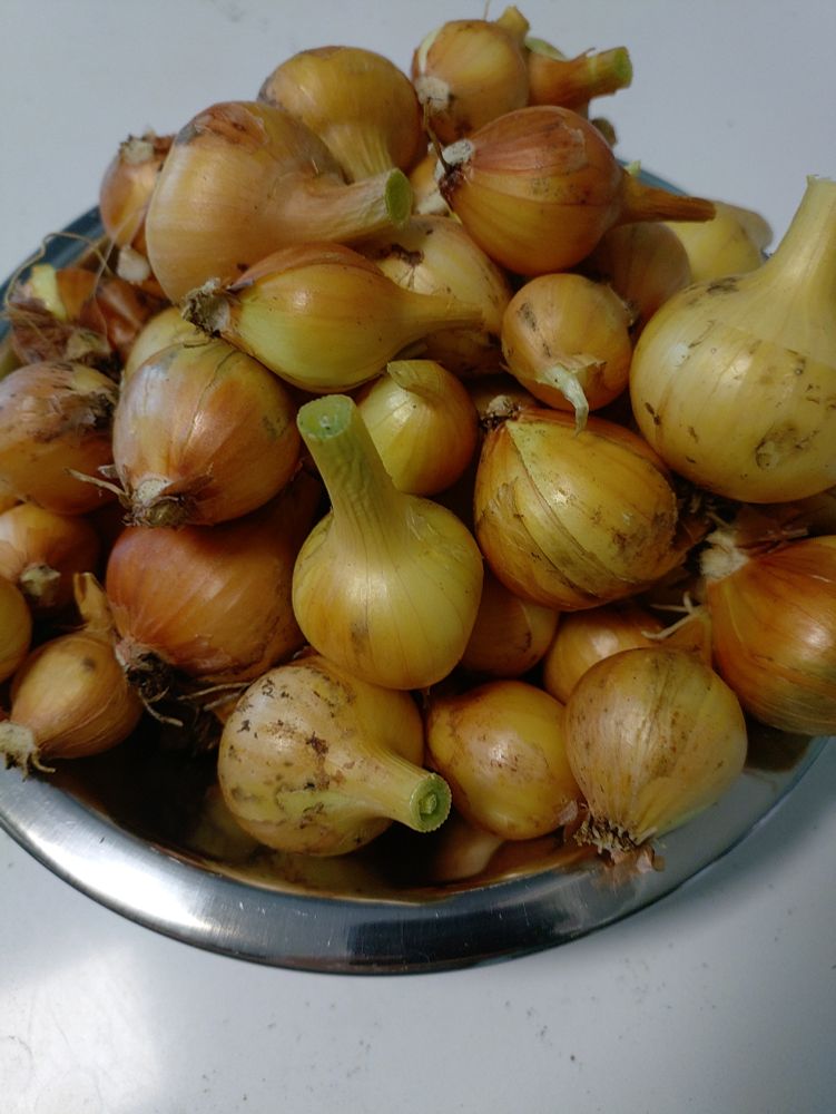 A metal bowl with a pile of small yellow onions