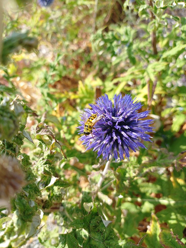 A bright yellow and black striped hoverfly, maybe, crawling around the round blue flower of an echinops