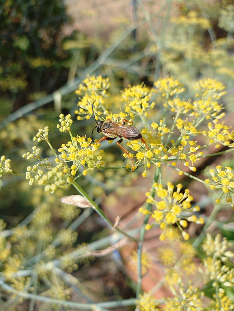 A long orange legged insect crawling across the yellow umbel flowers of a fennel plant