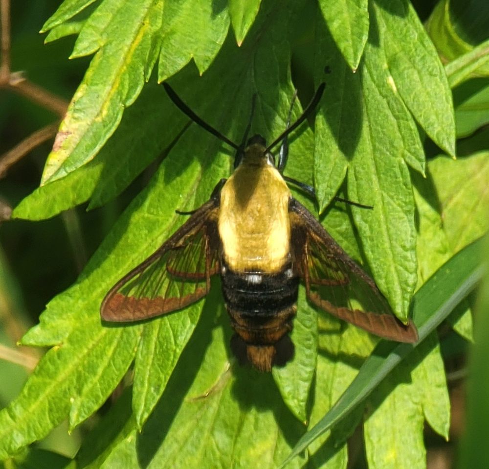 hummingbird moth