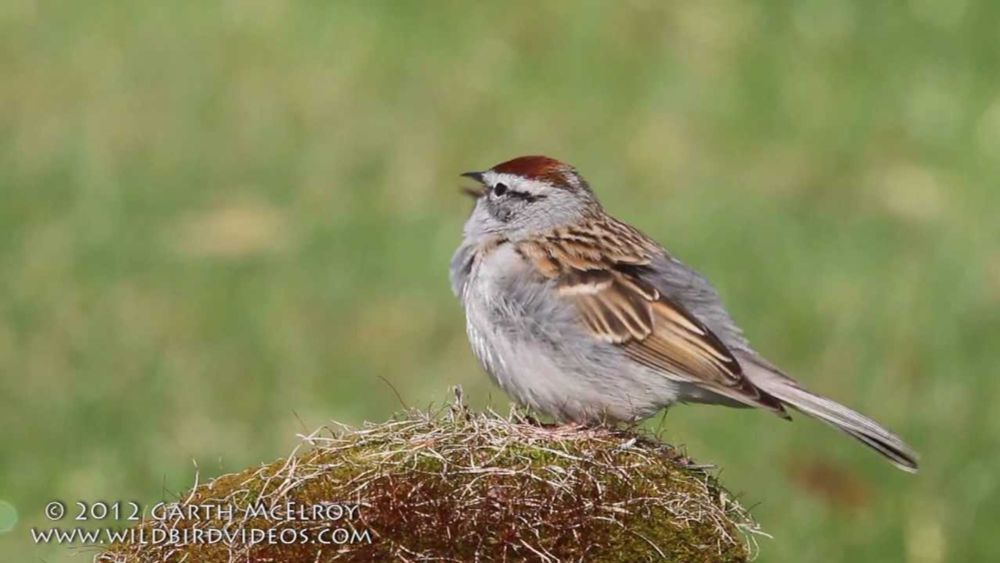 Chipping Sparrow Singing