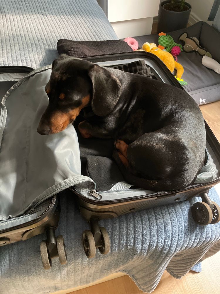 Paco, my sausage dog, chilling inside my open baggage.
