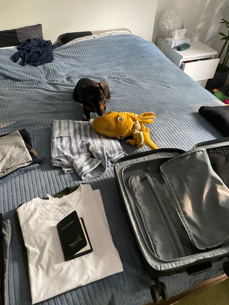 Bed full of things to pack in the baggage. Some T-shirts, shirts, and a passport. Also, my sausage dog Paco is over there with his octopus toy. He is staring at the empty baggage.