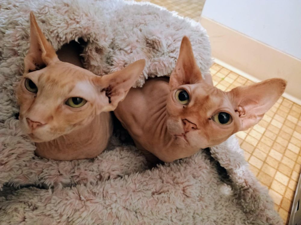 Two Sphynx cats wrapped in a fluffy pink blanket 