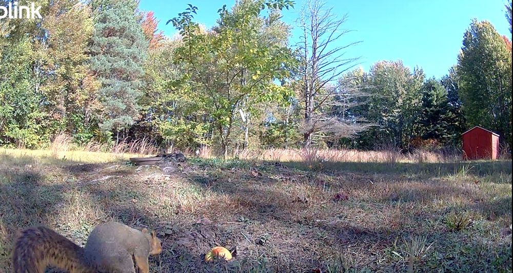 A large squirrel creeps up on an apple 