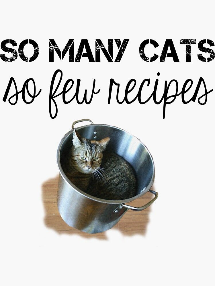 Un chat dans une marmite.
« Tellement de chats, si peu de recettes »