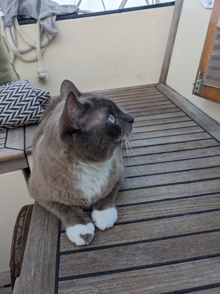A cat named Beluga Greyfinger looks up to his left while in the cockpit of the sailing vessel Cetacea. His body is mostly gray with a white chest and white paws with a gray splotch on one finger. His eyes are a very light blue-green.
