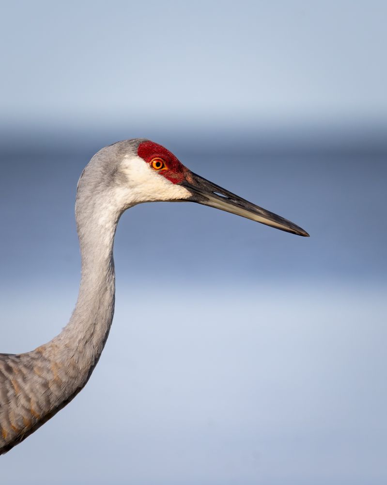 A tight portrait shot of a Sandhill cranes head.