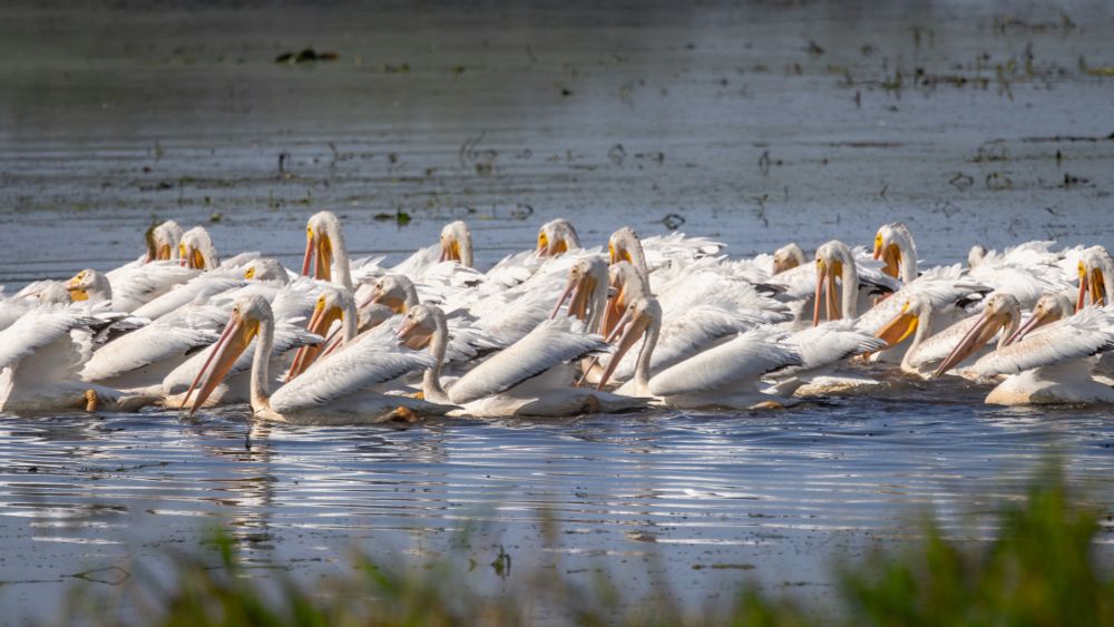 A group of American White Pelicans hunting in the water together.