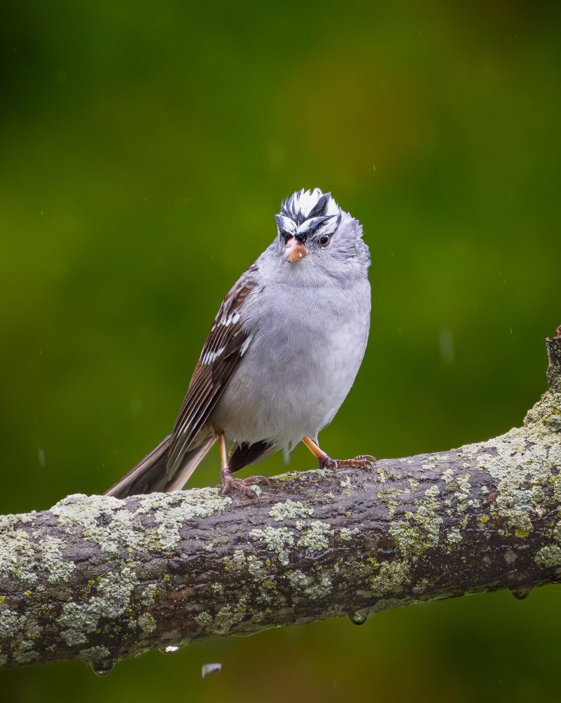 A white-crowned sparrow perched on a branch in the falling rain.