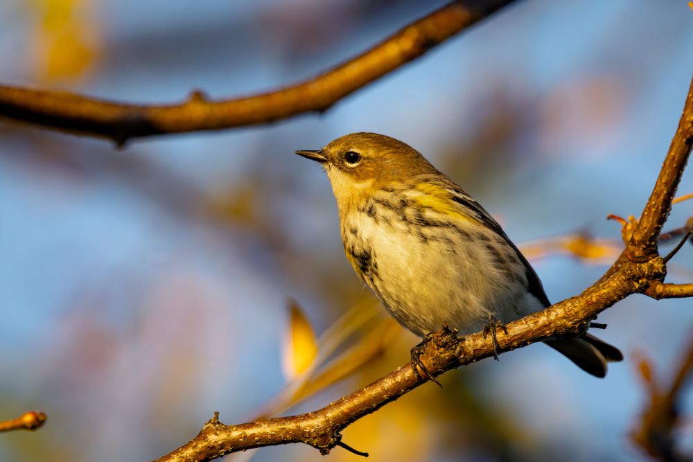 A yellow-rumped warbler in its fall plumage perched on a branch in a tree in golden hour light.