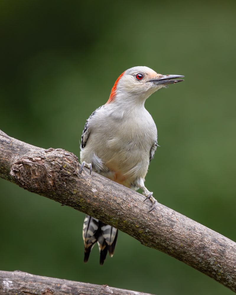 A female red-bellied woodpecker perched on a branch somewhat showing its red belly.
