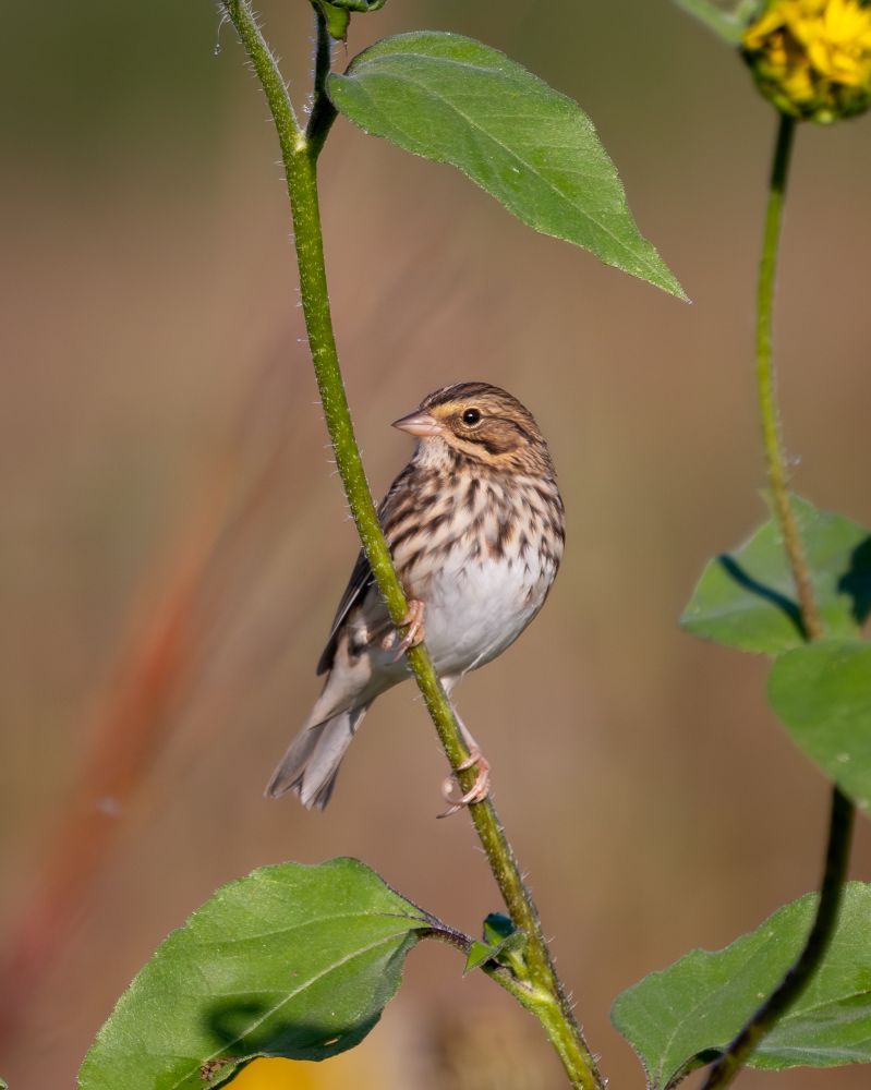 A Savannah sparrow perched on a flower stem.