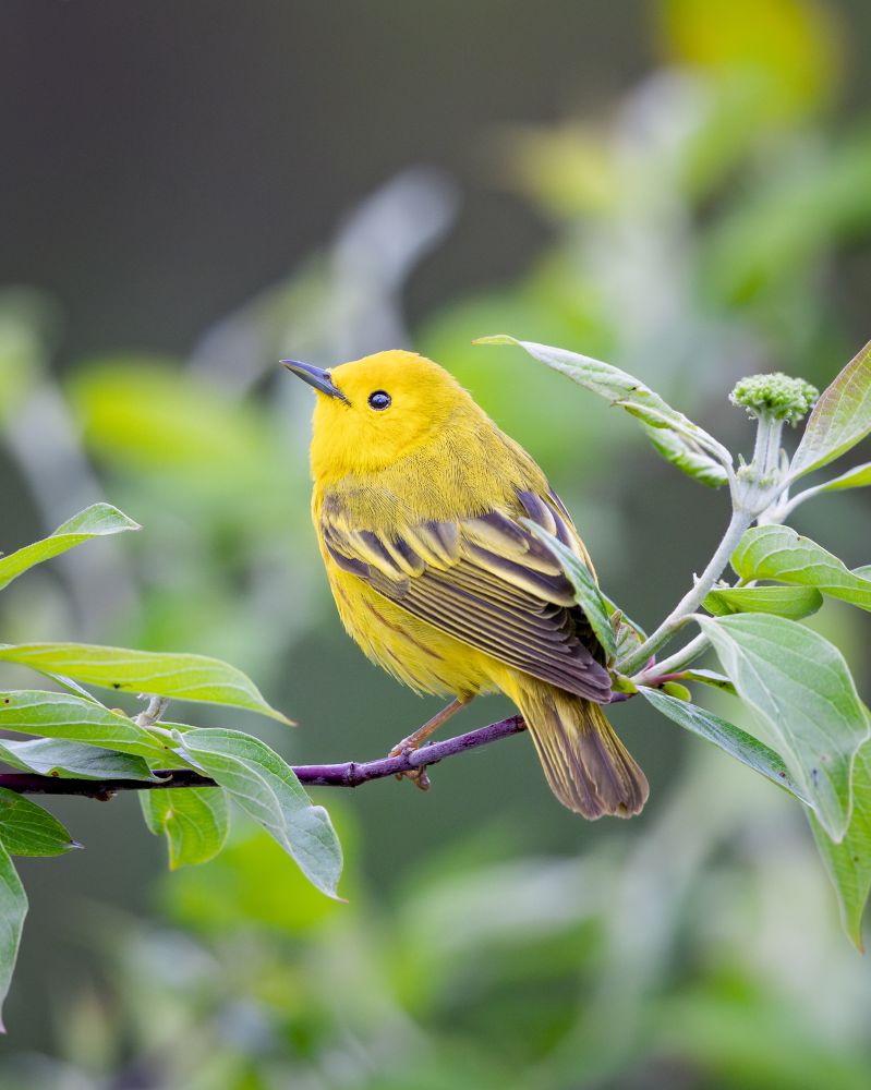 A yellow warbler perched on a branch posing in between some leaves.