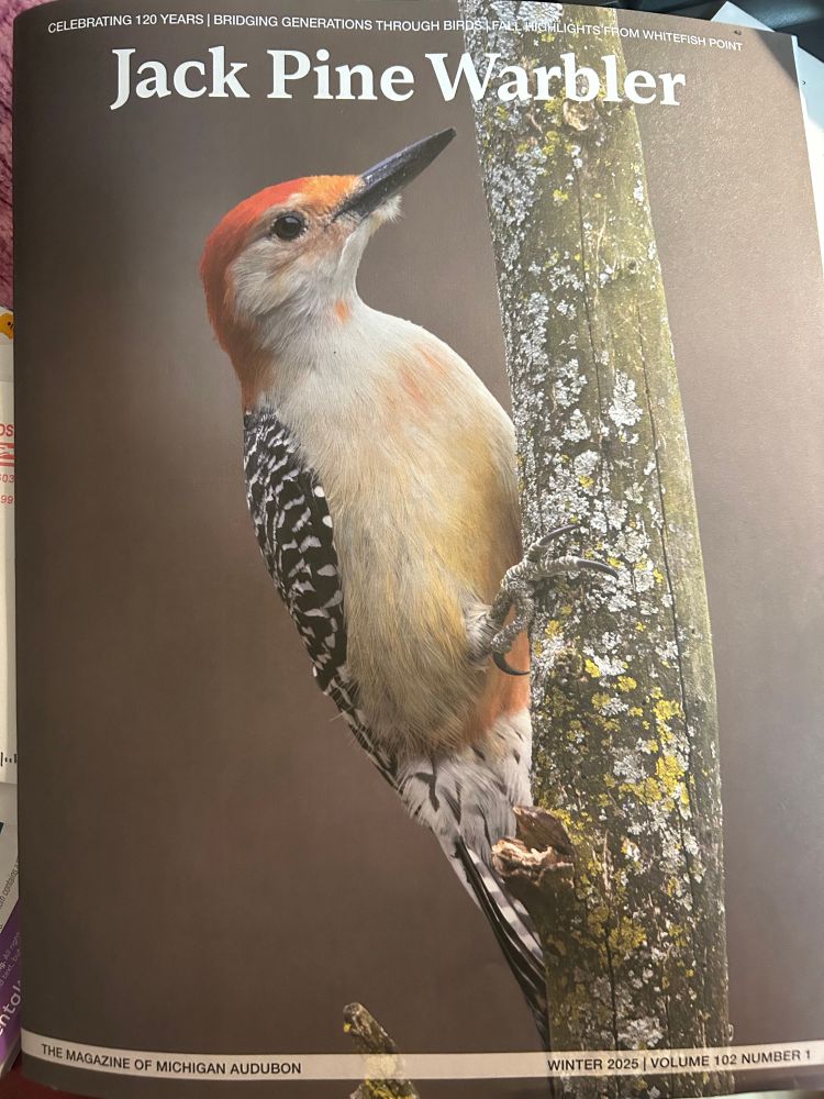 The cover of the winter 2025 copy of the Jack Pine Warbler magazine from the Michigan Audobon with my photo on it!
