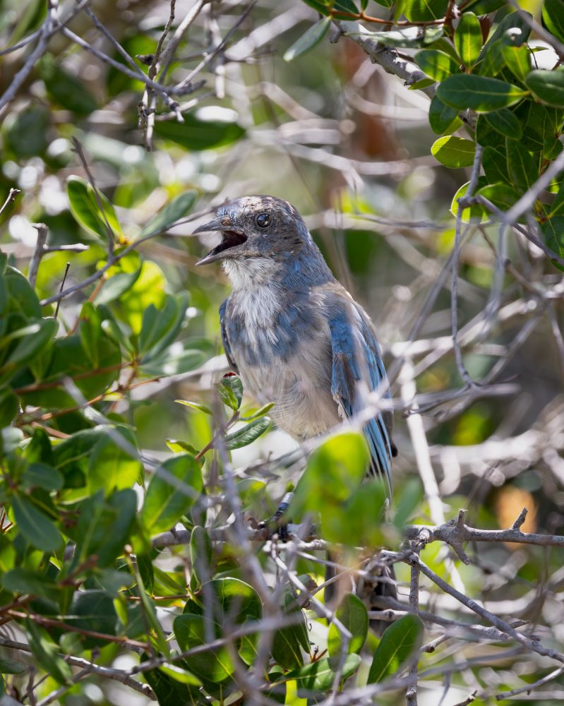A Florida scrub-jay perched in the scrub with its mouth open.