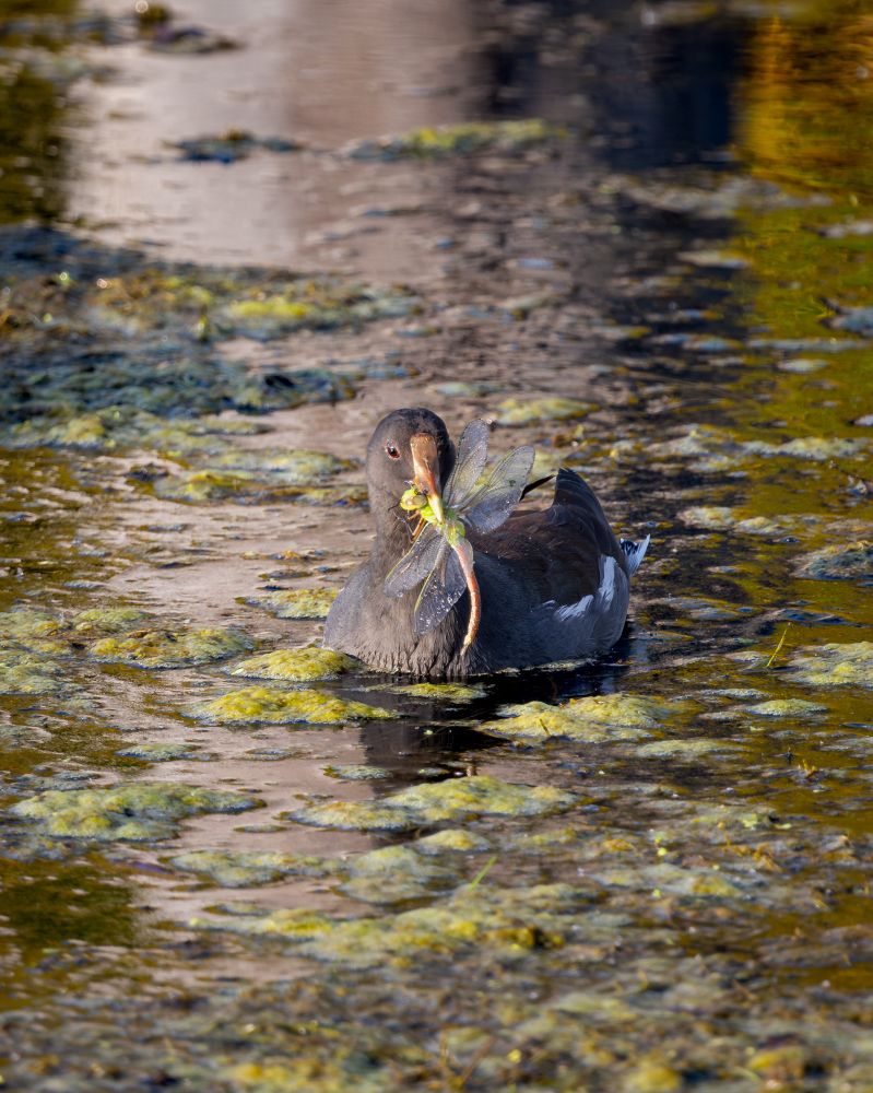 A common gallinule floating on a pond with a dragonfly in its mouth.