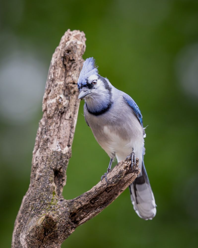 A blue jay perched on a branch.