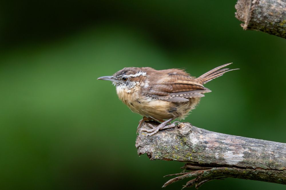 A carolina wren perched on the end of a branch.