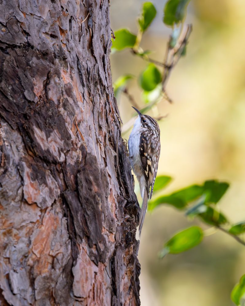 A brown creeper clinging to the side of a tree.