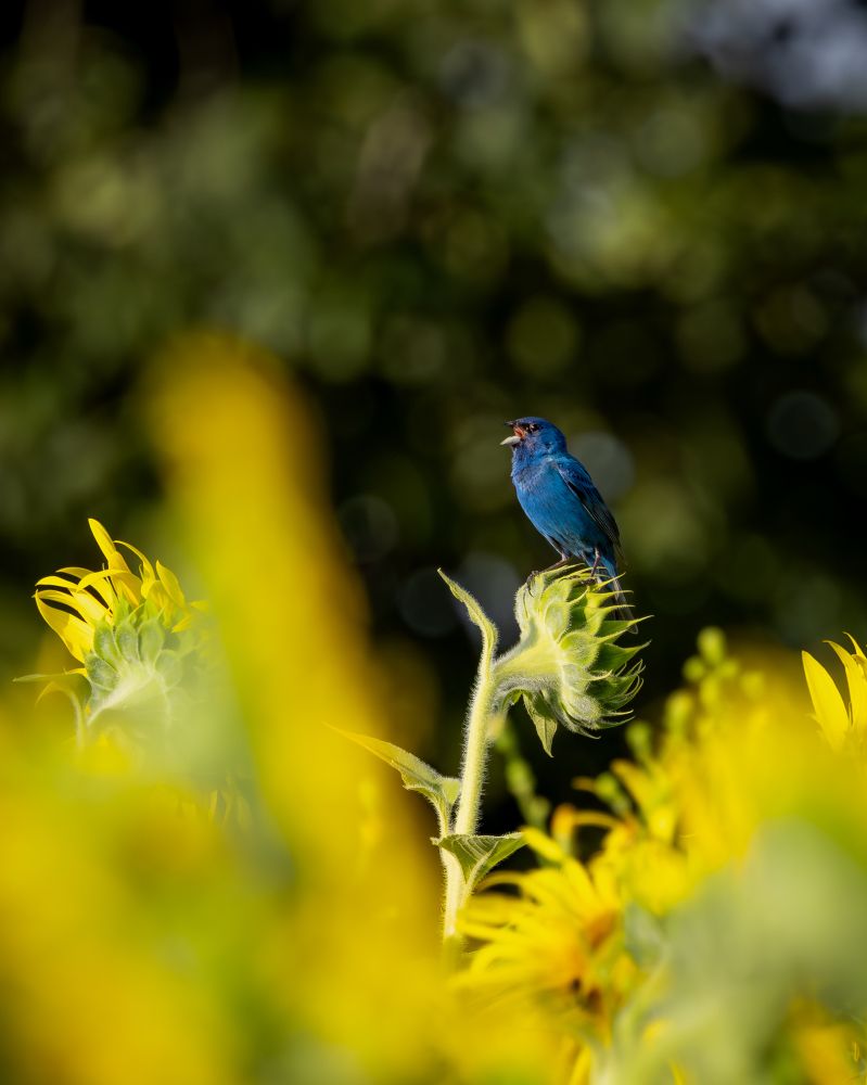 A male indigo bunting singing on top of a sunflower.