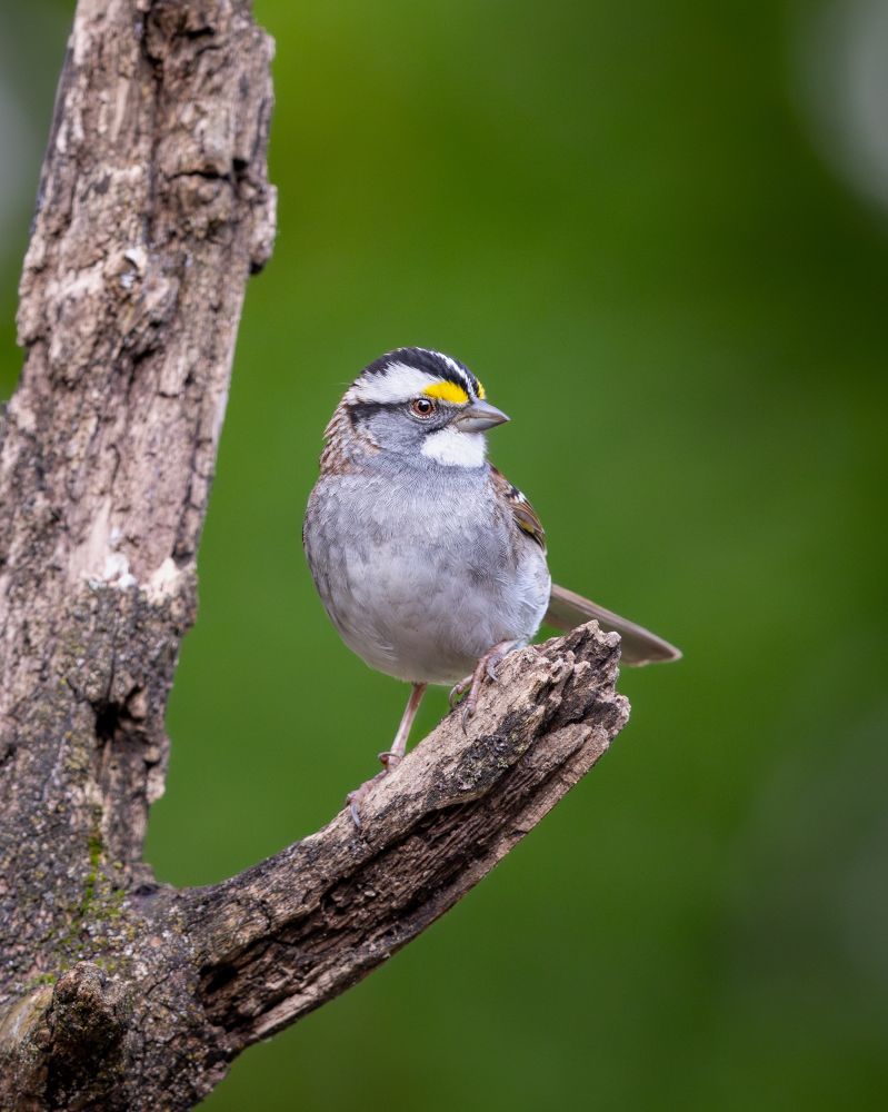 A white-throated sparrow perched on a branch.