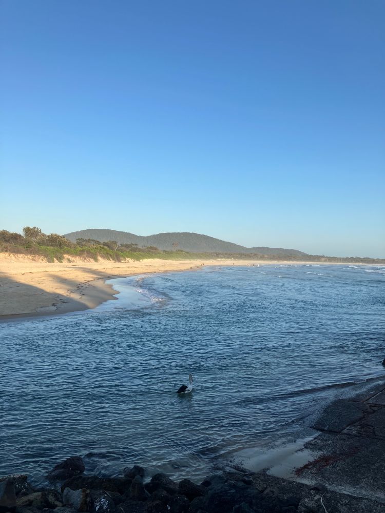Northern NSW beach in the early morning, with a pelican on the rising tide