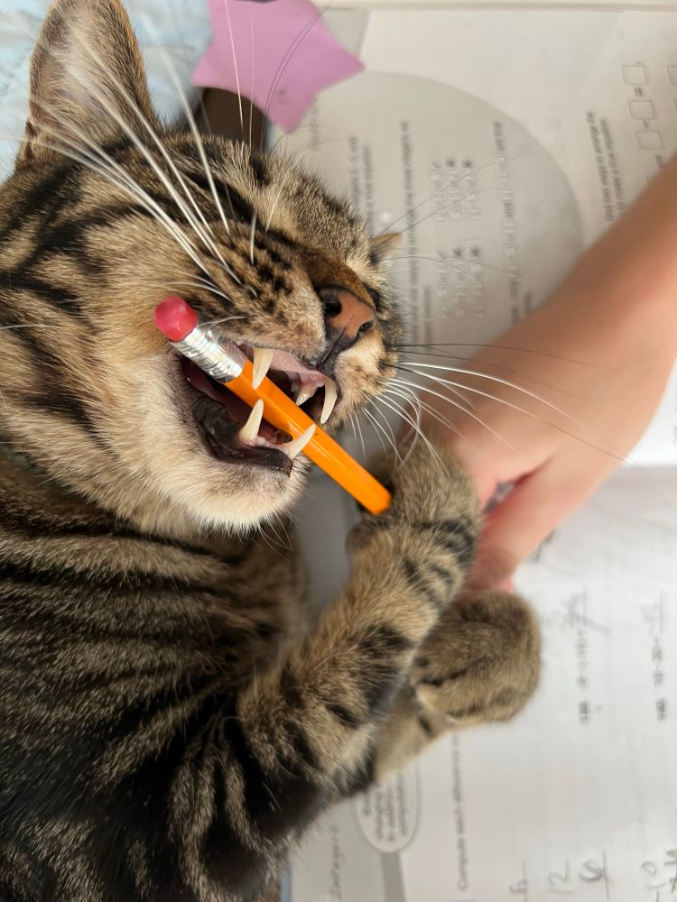 A brown cat takes a bite out of a pencil, his teeth barred and claws wrapped around the object.