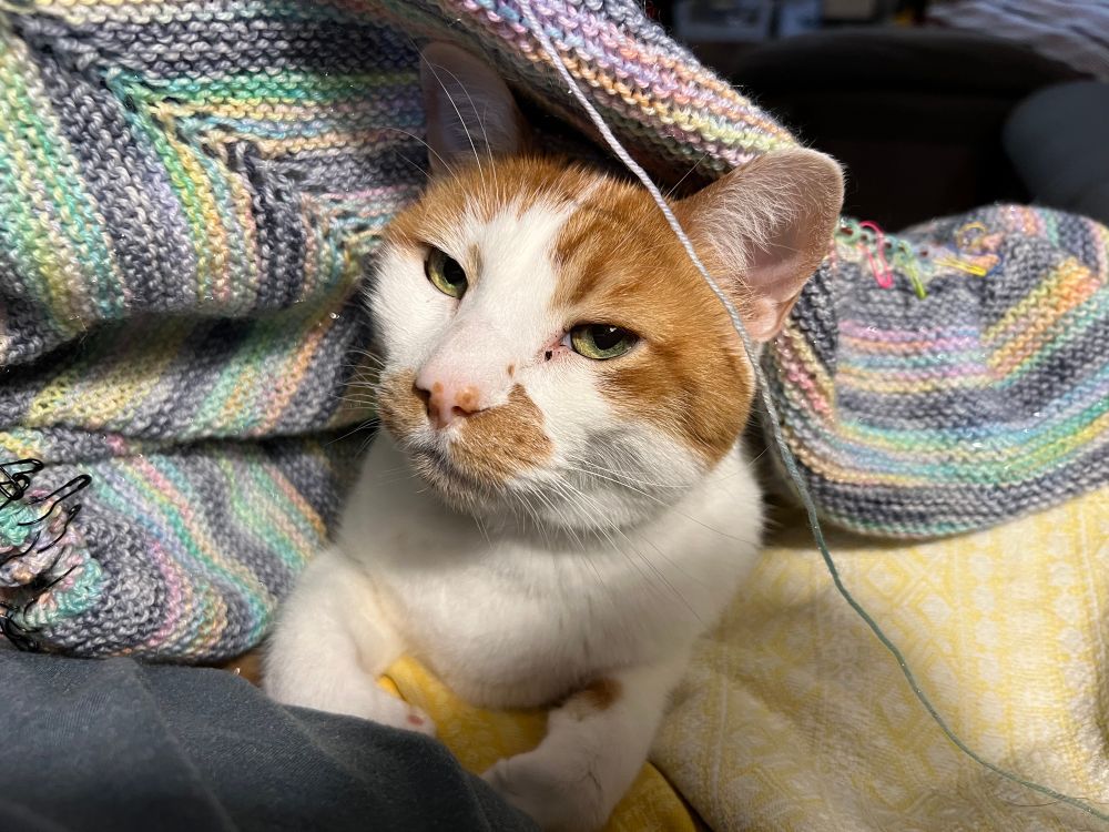An orange and white cat peeks out from under a knit shawl