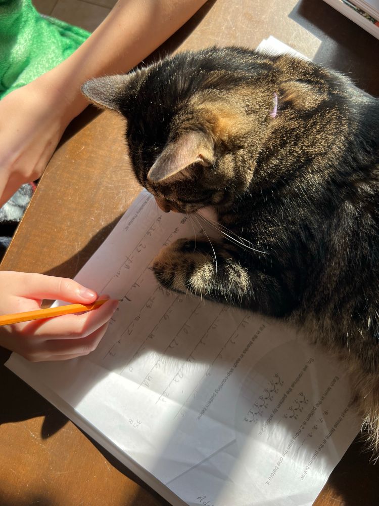 A brown cat lays across a math workbook while a white hand tries to write answers using a pencil. The sun is streaming in from the top right casting long shadows across the picture.