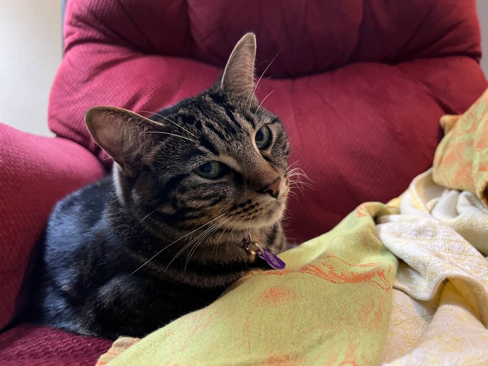 A brown cat lounges on a red recliner. He’s giving you some serious side eye. What did you do?