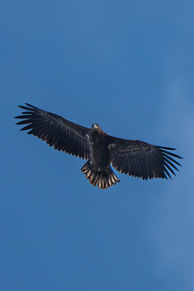 A young white-tailed eagle can be seen soaring in the blue sky from the front.