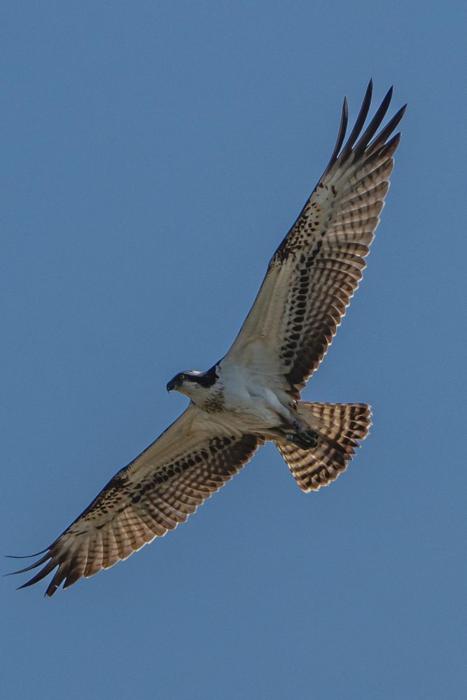 An immature osprey can be seen soaring in the blue sky below, its wings spread wide.