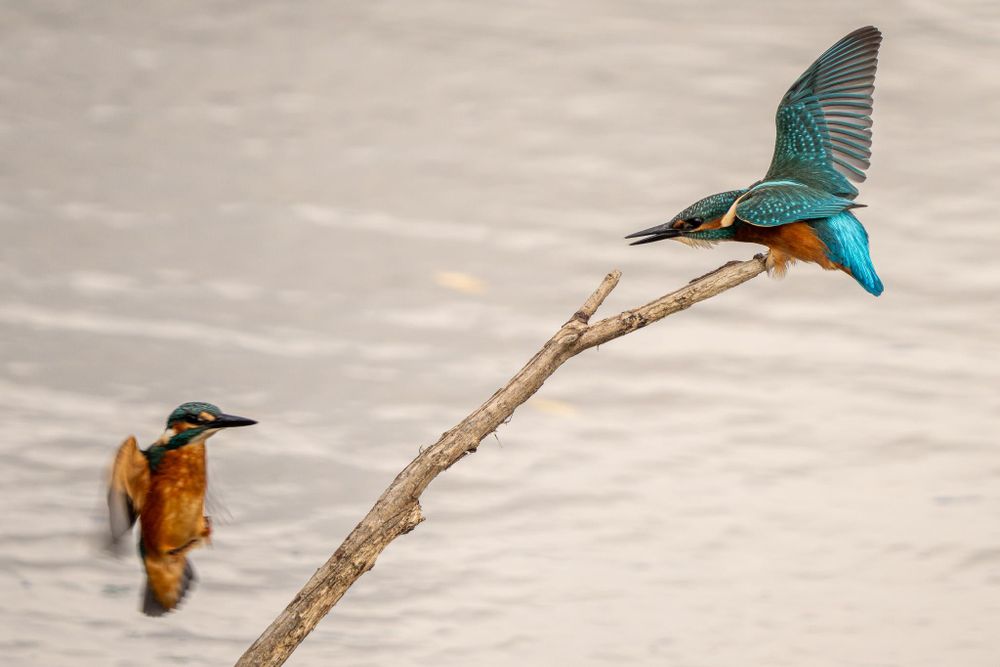 The photo shows the territorial behaviour of a pair of young kingfishers. A bird sitting on a dry branch above the water is chasing away another bird that is trying to land on it.