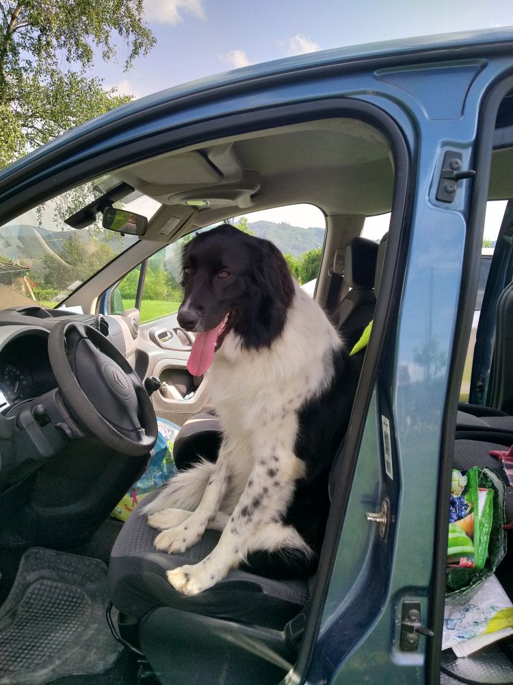 chien de grande taille blanc et noire assis à la place du conducteur dans un Berlingo