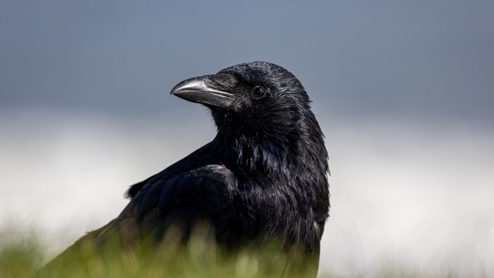 A 16x9 shot of a crow facing to the right, with its head turned to the left and its beak closed. The feathers reflect the light and the crow appears calm and observant. Grass is in the lower foreground and a blurry blue sea is in the background. 