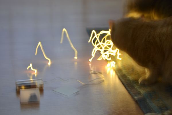 A small paper tent sits on the floor, out of focus. A string of fairy lights sits behind it, leaving streaks of light as if the camera moved suddenly. An orange cat is watching his co-criminal experimentally chewing on the light string. No cats were harmed (or were able to harm themselves) in the making of this photo, and the fairy lights were swiftly retrieved and placed out of reach. 