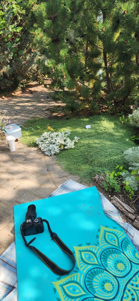 A garden path where a yoga mat has been laid on a blanket to allow the photographer to lie in font of a bed of moss, where a tiny and very reflective white tent has been set up. It is very sunny out. You can't see Ed and Stede at all, but they are in there. 
