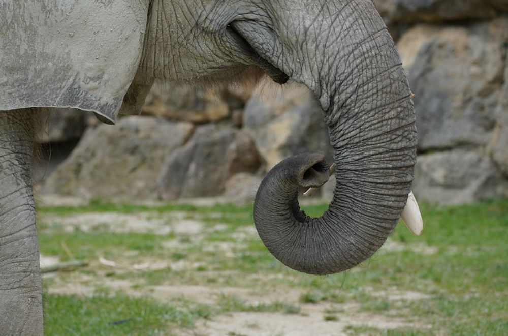 How the elephant got its wrinkles