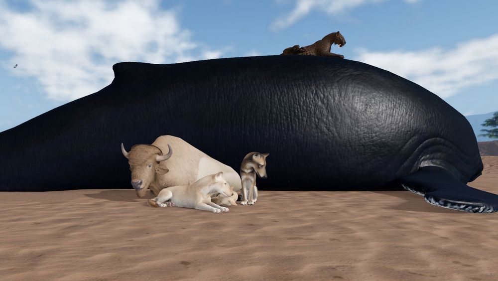 a screencap of the roblox game ecos: la brea! the photo depicts talli and two other direwolves chilling with a bison and a saber-tooth cat on the beach. they are feeding from a large whale carcass