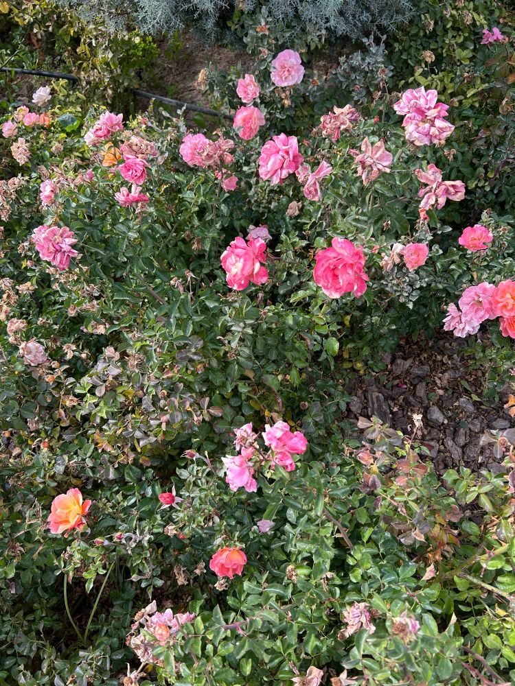 トルコのピンクの薔薇