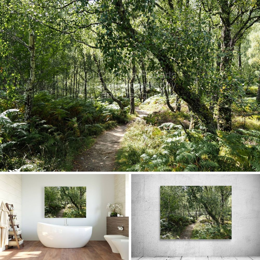 Above coloured photograph featuring the design- Scottish Highlands Birch Sunlit Trail. Lower left design on a Canvas Print on a bathroom wall. Lower right design on a Canvas Print on an exhibition wall. I took this photo during a lovely summer nature walk through the Scottish Highlands. Features a serene Birch forest trail winding through a lush Birch forest, with sunlight filtering through the dense canopy of leaves. The scene is alive with vibrant shades of green, creating a peaceful and inviting atmosphere. Ferns and trees line the path, offering a tranquil escape into nature. Mockups combined within Elements using a grid format in canva.com Click links on the main post. 