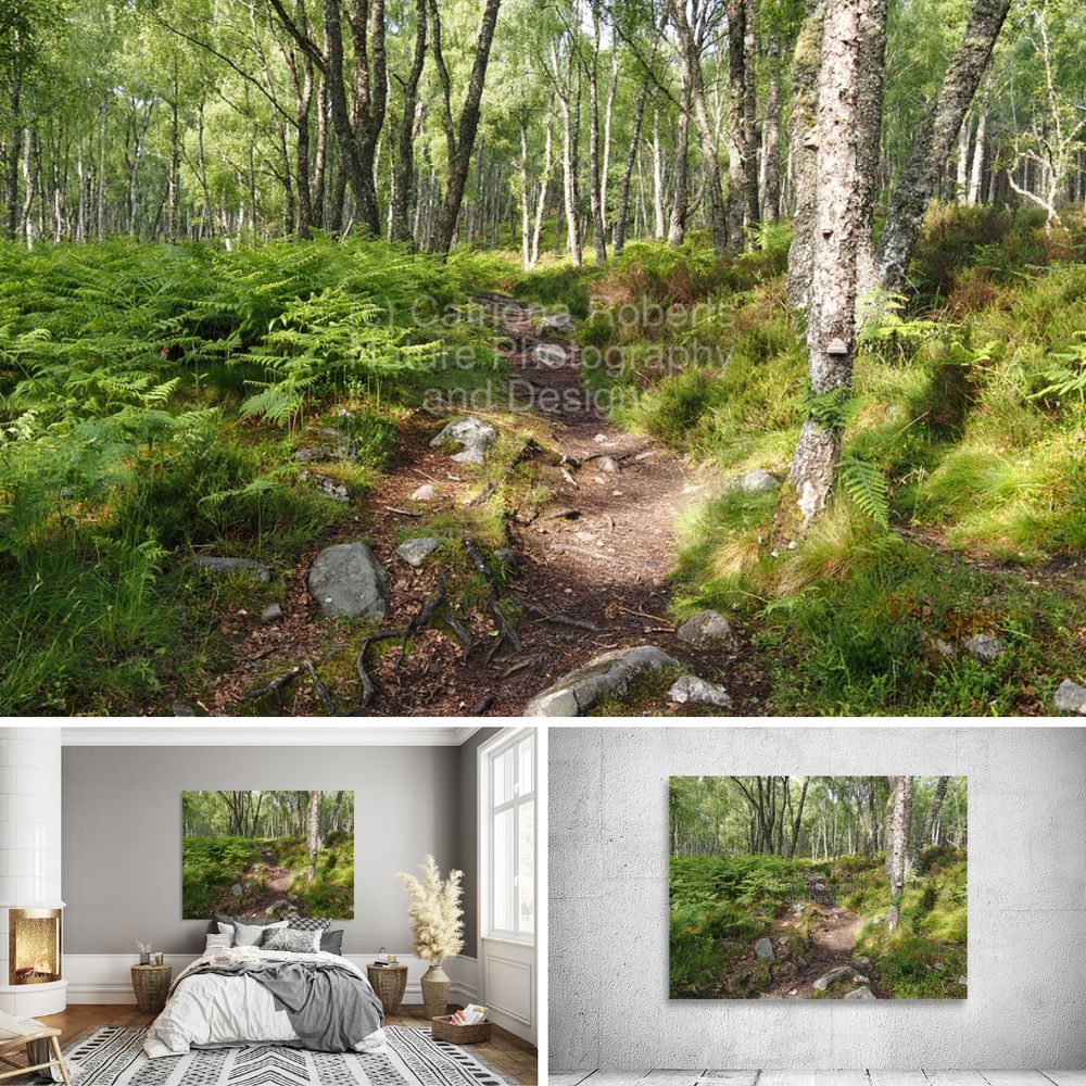 Above digital image featuring the design – 

Scottish Highlands Birch Path.

Lower left design on a Canvas Print on  a wall above a bed, 

lower right design on a Canvas Print on an exhibition wall. 

I took this photo during a lovely spring nature walk through the Scottish Highlands. 

Features a winding dirt path meandering through a lush forest, lined with rocks and ferns under the shade of tall, slender Birch trees. 

Sunlight filters through the canopy, highlighting the vibrant green foliage and creating a peaceful, inviting atmosphere.

Mockups combined within Elements using a grid format in canva.com

Click links on the main post for options.
