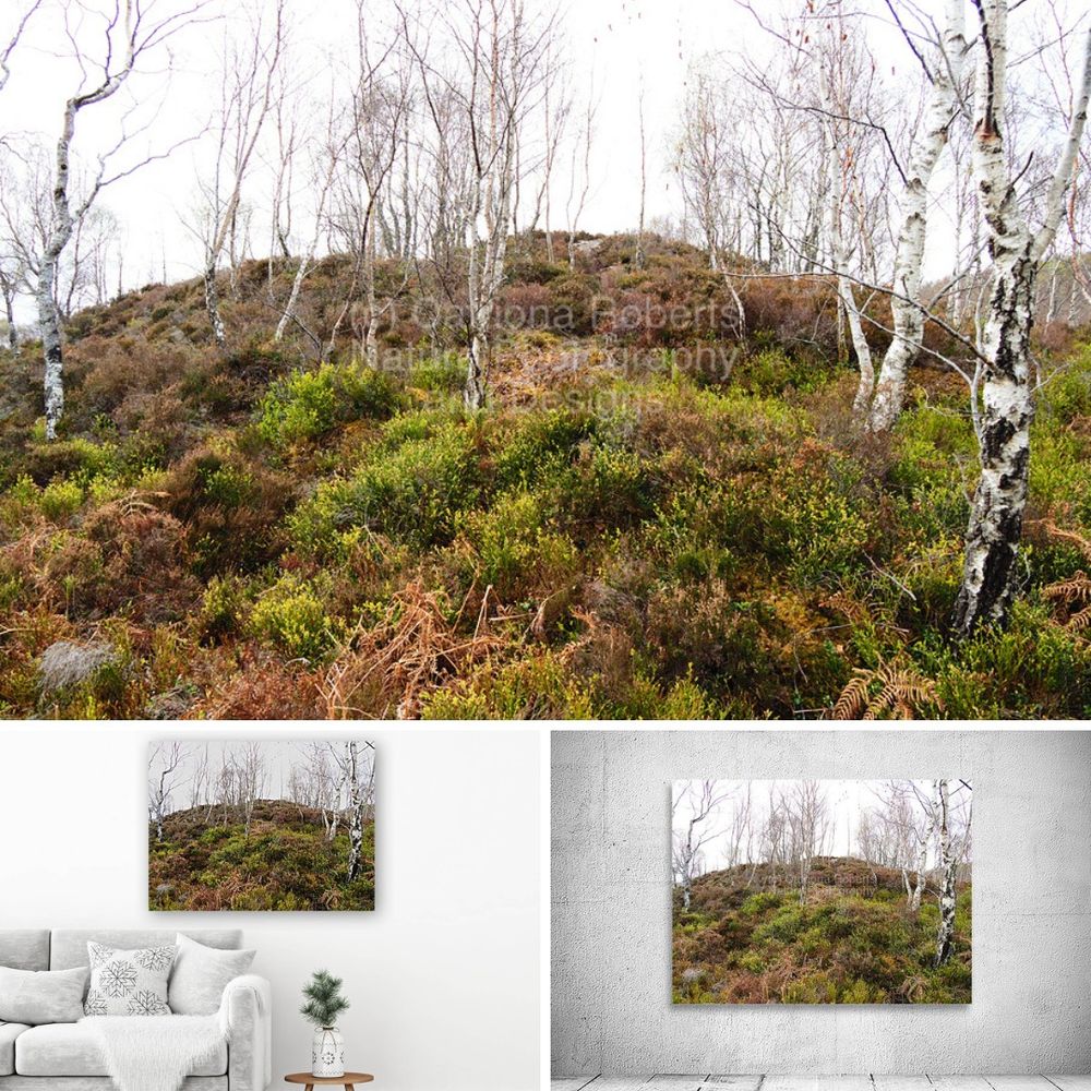 Above digital image featuring the design- 

Fairies Wishes in the Scottish Highlands.

Lower left design on a Canvas Print on a wall beside a couch, lower right design on a Canvas Print on an  exhibition wall.  

I took this photo during a lovely spring nature walk through the Scottish Highlands. 

I imagined many a Fairy dwelling amongst the pale Birch tree trunks, rich brown Heather and golden moss. 
The lush, grassy hillside covered with green vegetation and shrubs added to the overall peaceful atmosphere of this magical landscape. 

Mockups combined within Elements using a grid format in canva.com

Click links on the main post for options.
