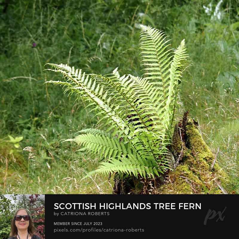 Coloured photograph featuring the design - 

Scottish Highlands Tree Fern.

I took this photo during a lovely summer nature walk through the Scottish Highlands. 

Features a vibrant green fern growing atop a moss-covered tree stump in a lush forest setting. 

Surrounded by tall grass and dense foliage, the scene is peaceful and full of natural beauty.

Click links on the main post for options.
