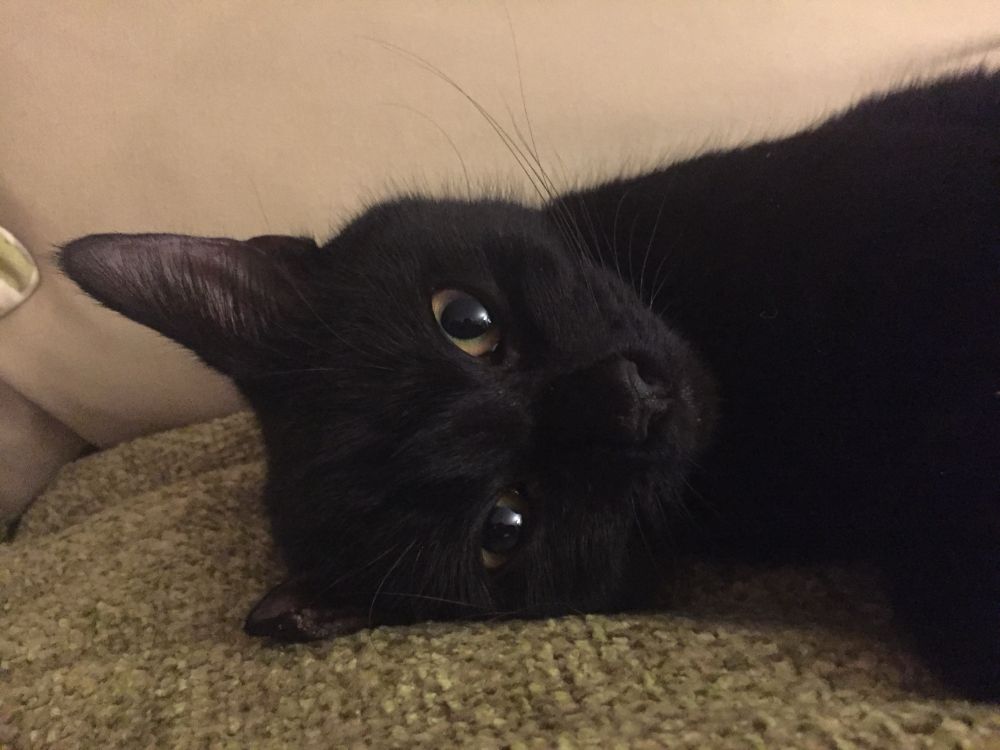 A small black cat lies on their side on a green throw. 